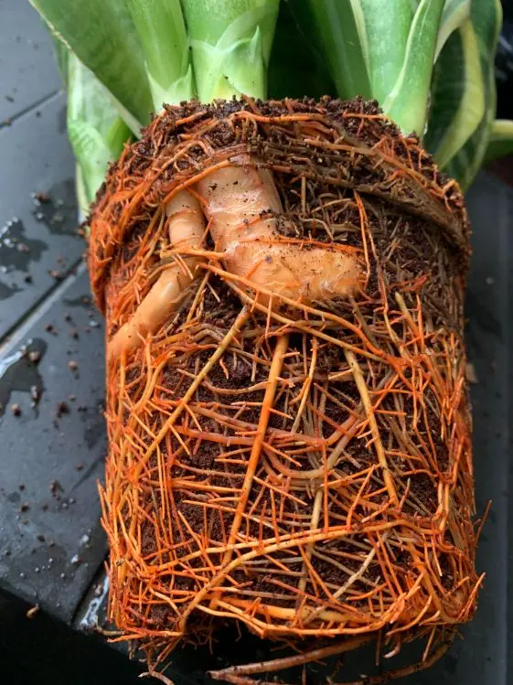 Do Snake Plants Like to Be Root Bound