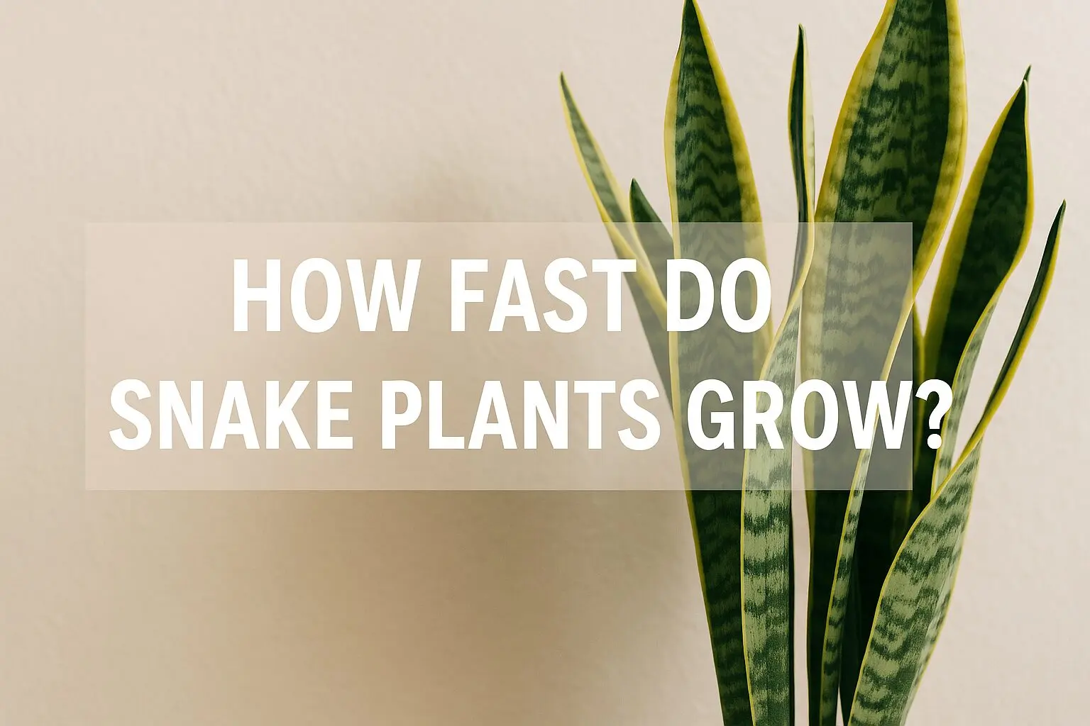 How Fast Do Snake Plants Grow