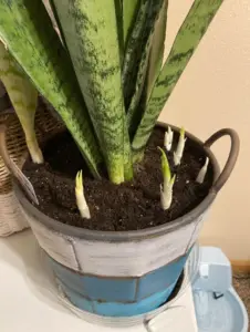 How Fast Do Snake Plants Grow